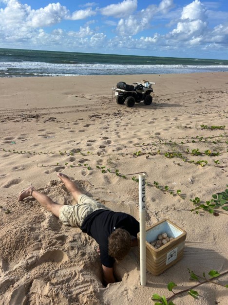 Ethan working on turtle nest conservation on a beach