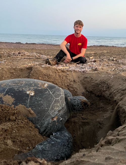 Turtle covering body pit after laying
