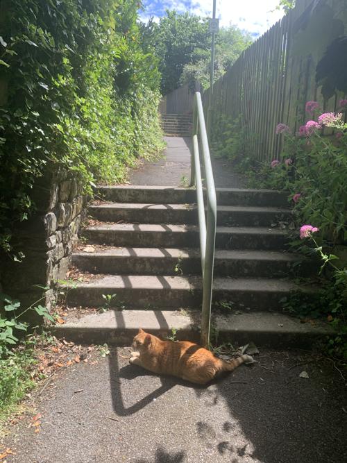 One of the campus cats enjoying the sun on the path to campus.