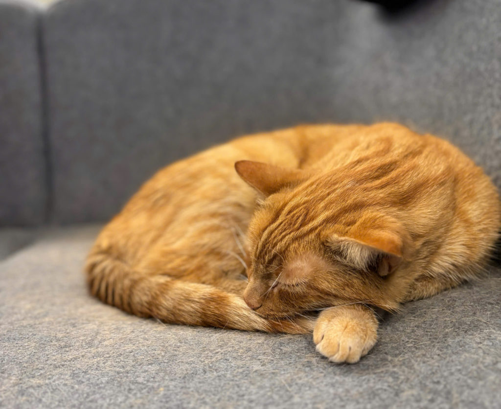 Photo of Napoleon, the ginger campus  cat