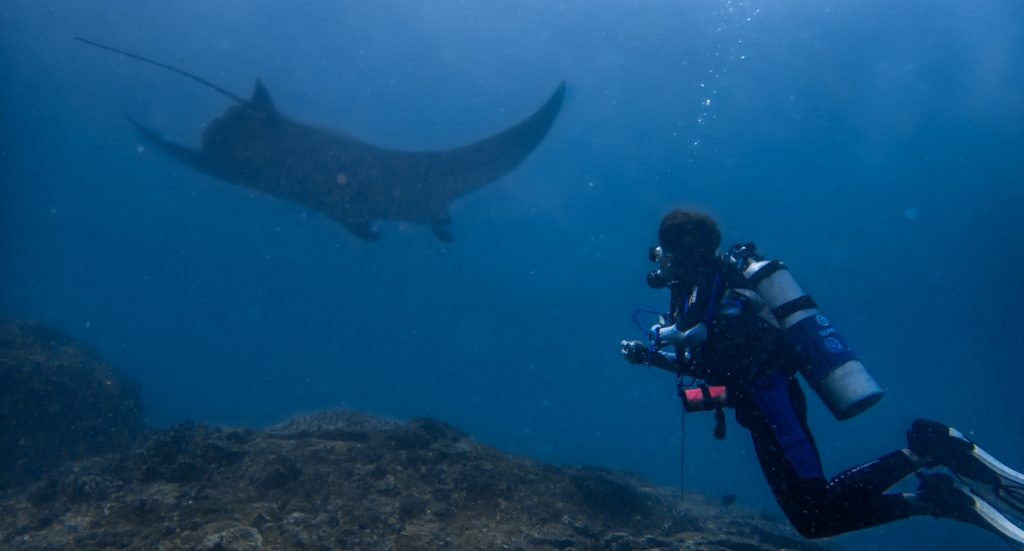 A scuba diver observing manta rays underwater