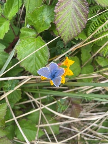 Bright blue butterfly on a yellow flower.