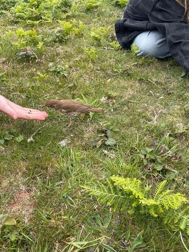 A small brown bird with a white chest feeding from a person's hand.