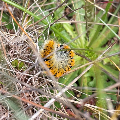 An orange fluffy caterpillar in some long grass
