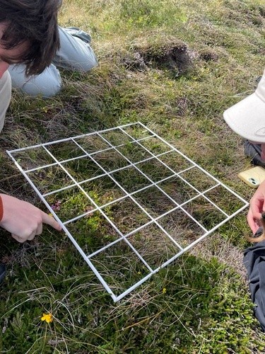 A quadrat covering grass, and people's hands pointing at plant species.