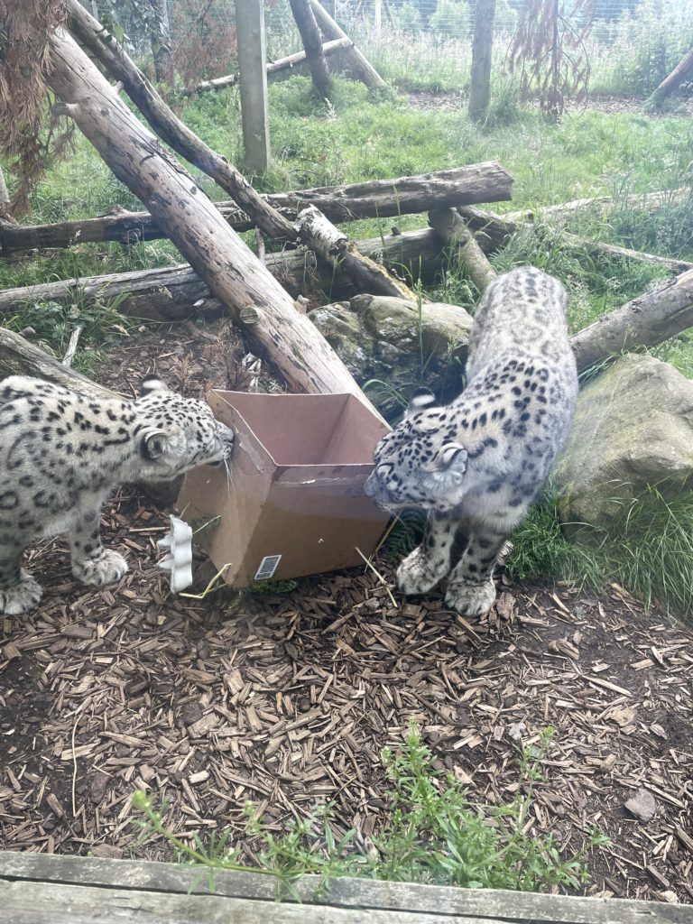 Two snow leopards sniffing a cardboard box in their enclosure.