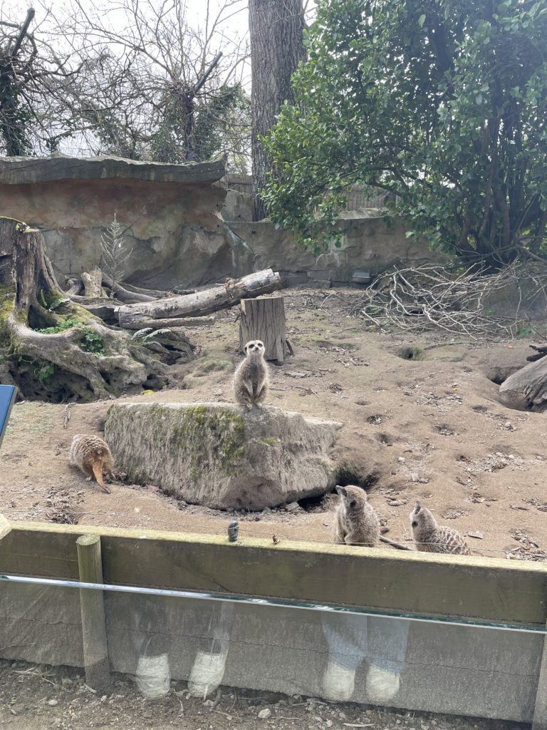 Meerkats standing on back legs looking at camera.