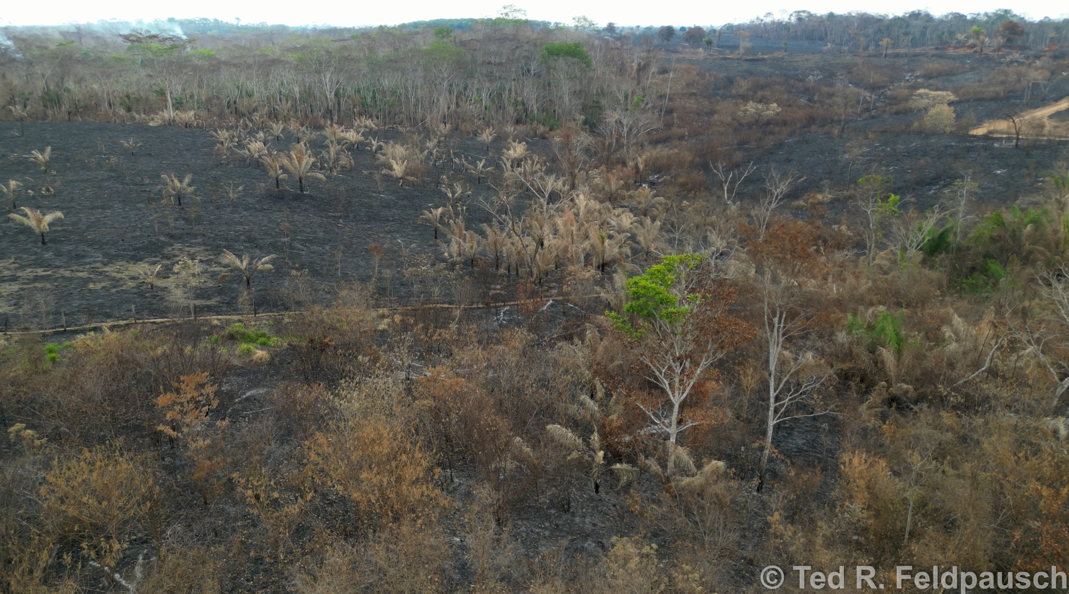 burned forest in Acre Amazonia