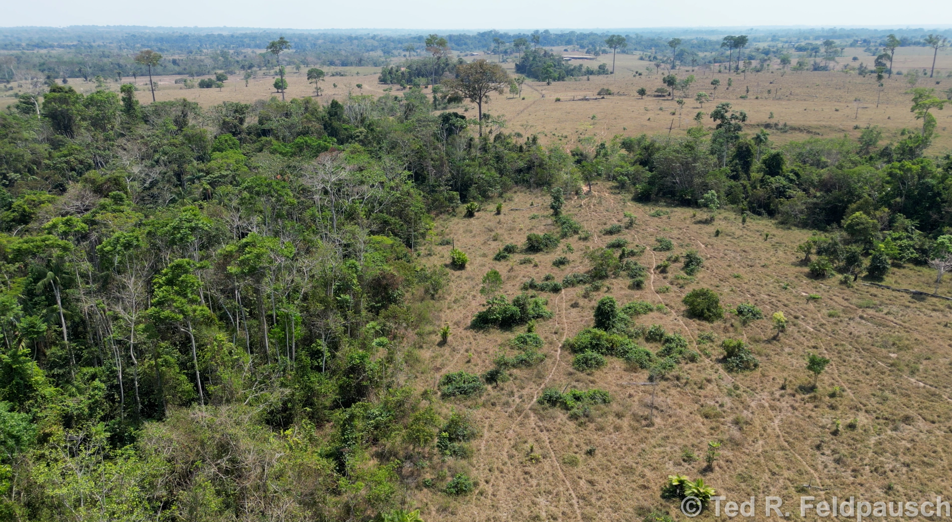 Degraded and burned forest in Acre Amazonia (image credit: Ted R. Feldpausch)