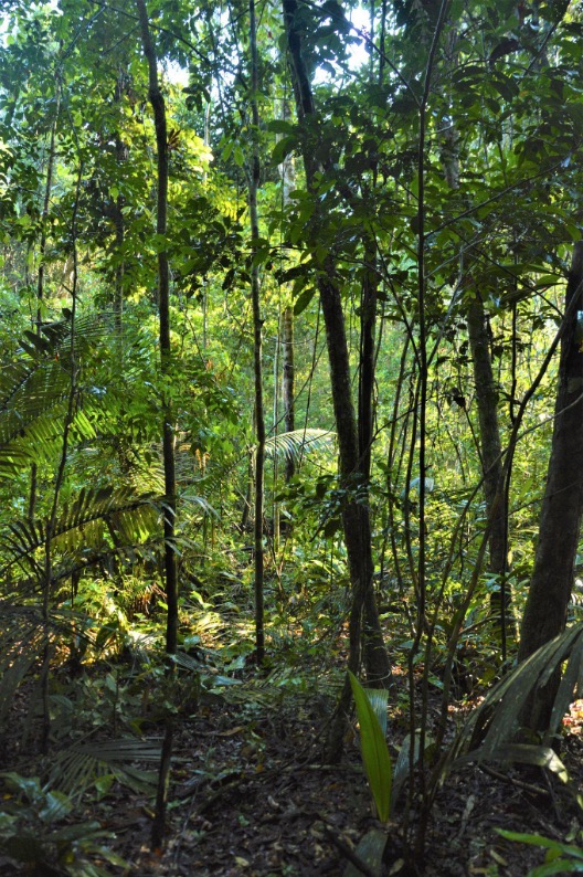 Amazon Tropical forest in Brazil