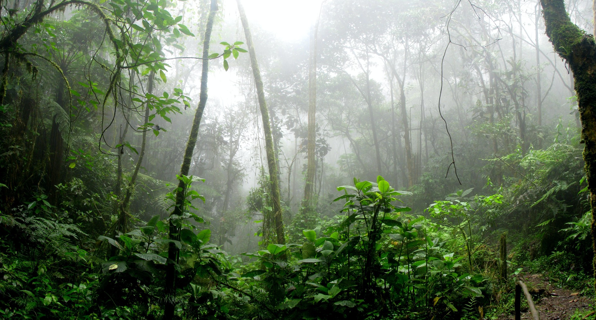 Extreme El Niño weather saw South America’s forest carbon sink switch off