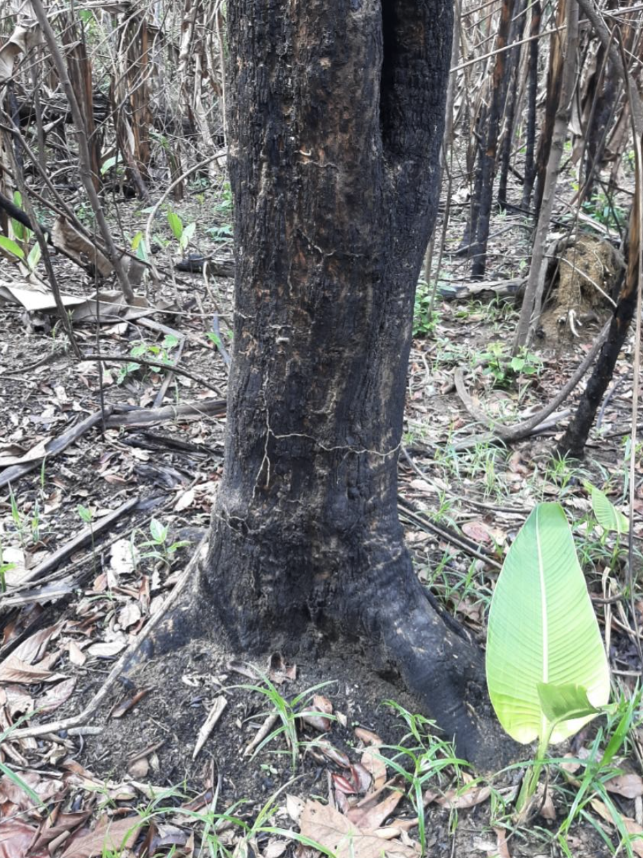 Fires Reshaping Southern Amazonian Forests: New Research Highlights Degradation and Carbon Loss