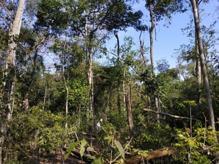 Post-doc opportunity with the Amazon PyroCarbon Project