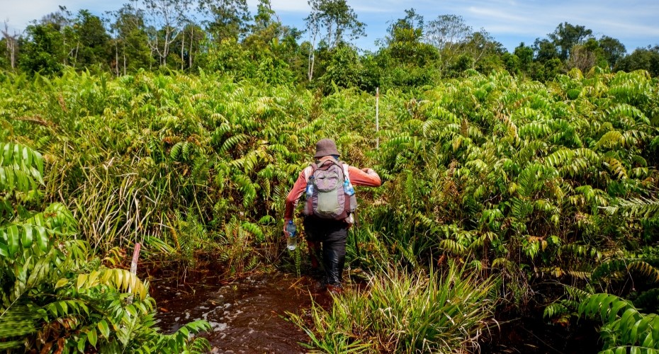 Tropical peat swamp forest carbon monitoring, Central Kalimantan. Photo: Sigit Deni Sasmito/CIFOR