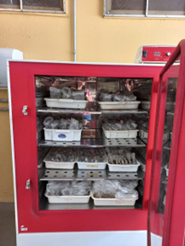 Soil samples from Amazon PyroCarbon fieldwork drying in a forced-air oven at the CENA laboratory in Piracicaba