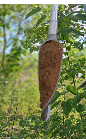 Soil sample collected on an auger during Amazon PyroCarbon fieldwork in Brazil