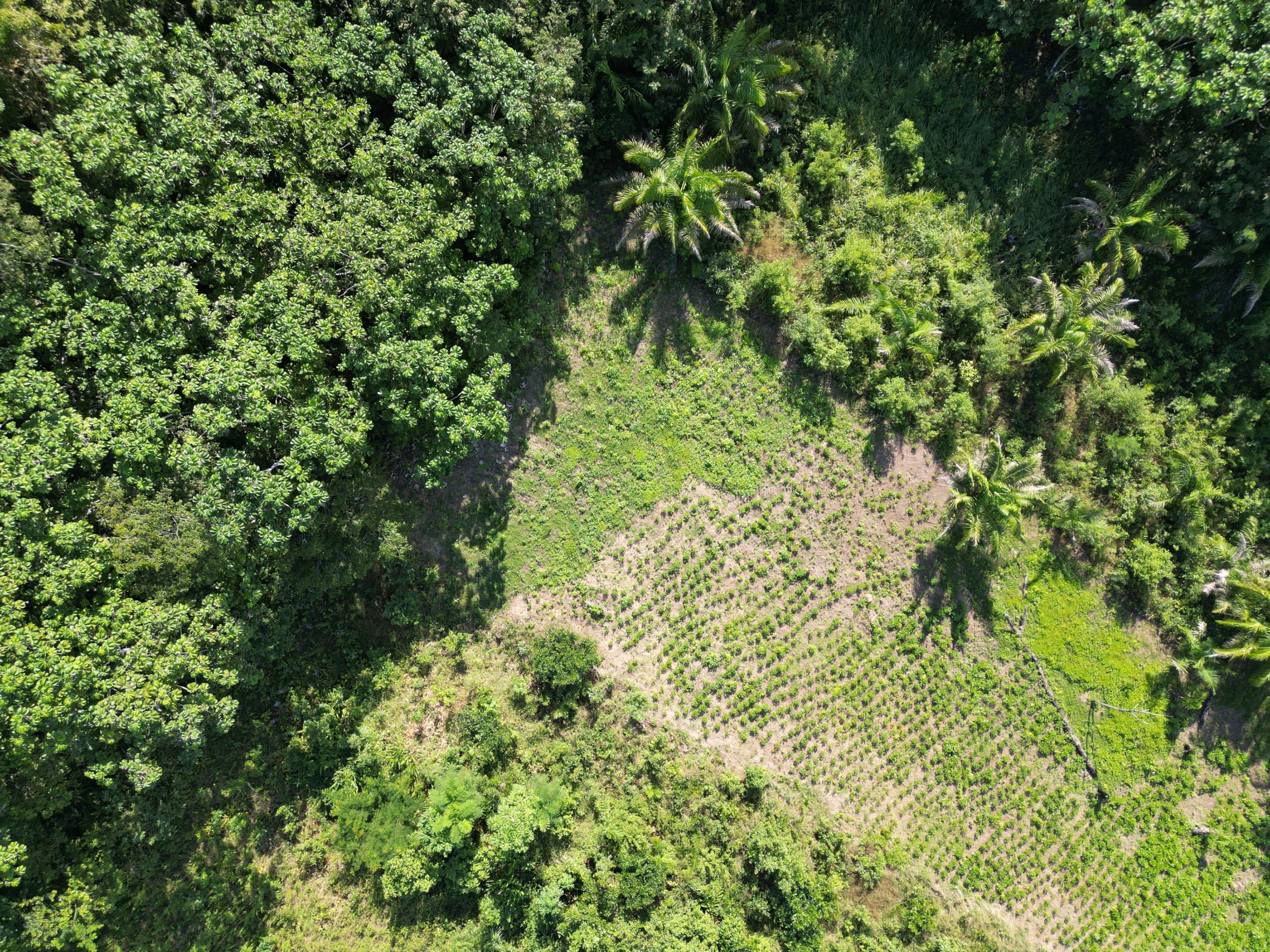Nadir drone view of secondary forest and agricultural plot, Rio Cautario, Acre