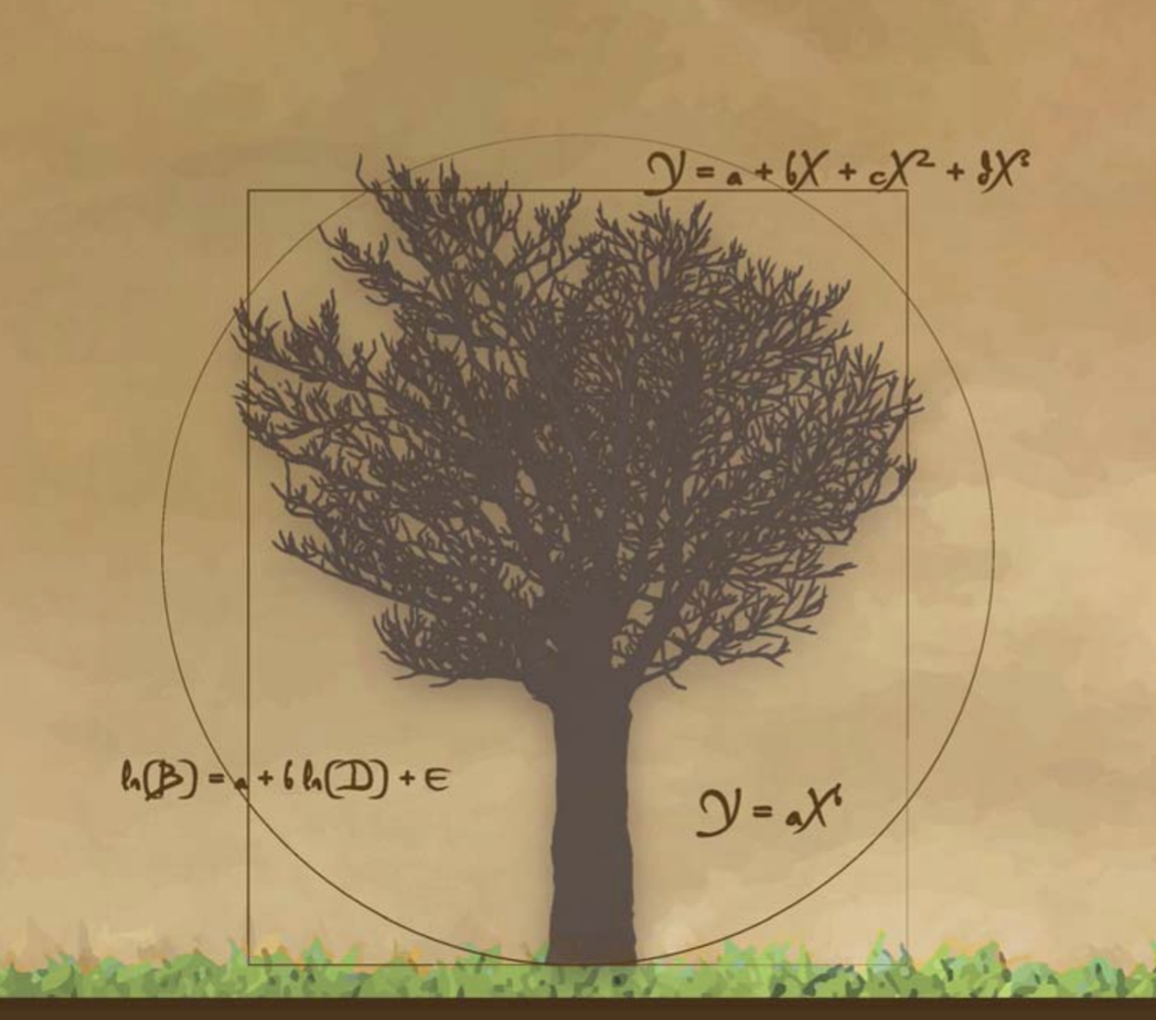 Tree allometry icon