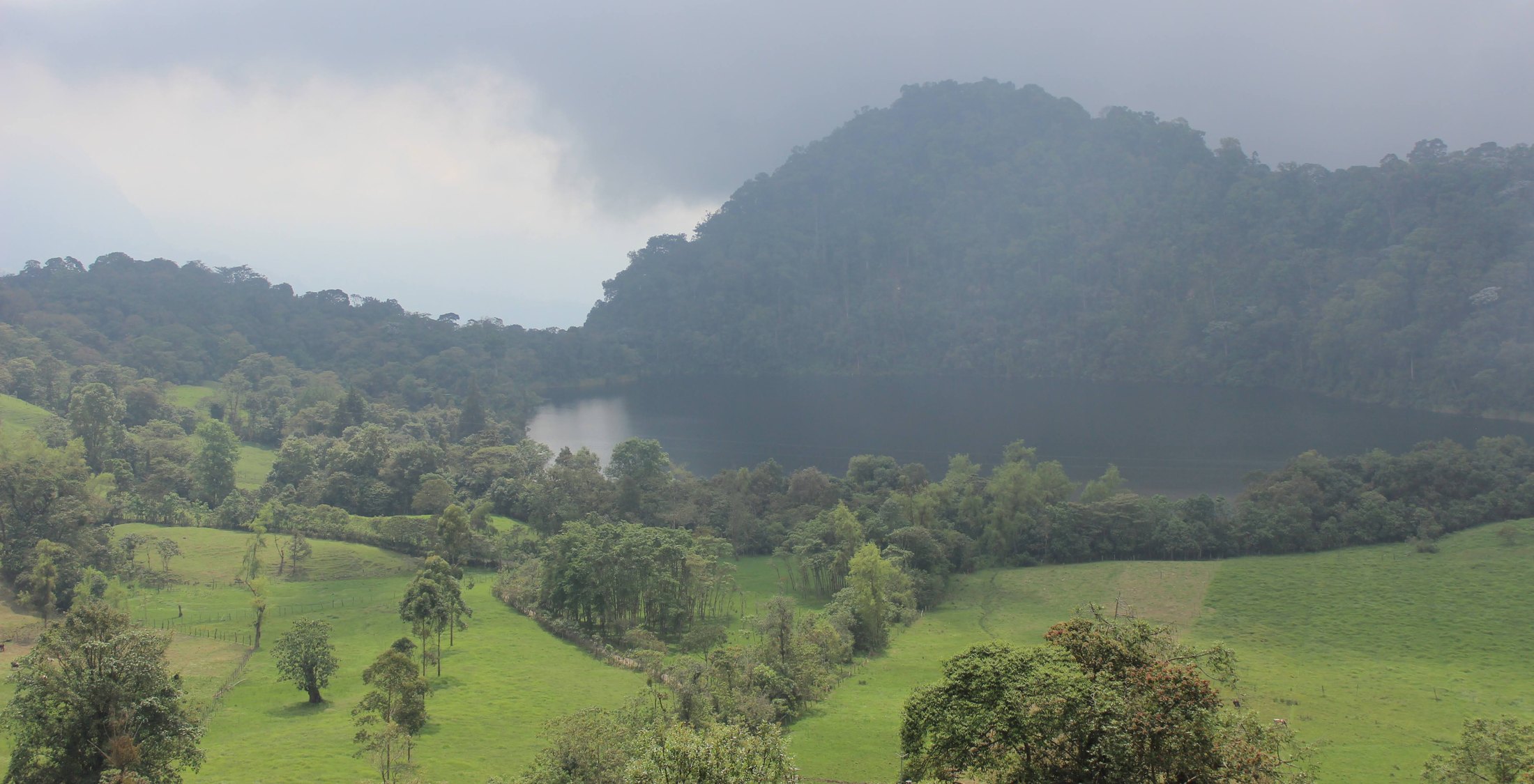 Forested Andean hillside above cattle pasture with scattered trees and hedgerows, Colombia