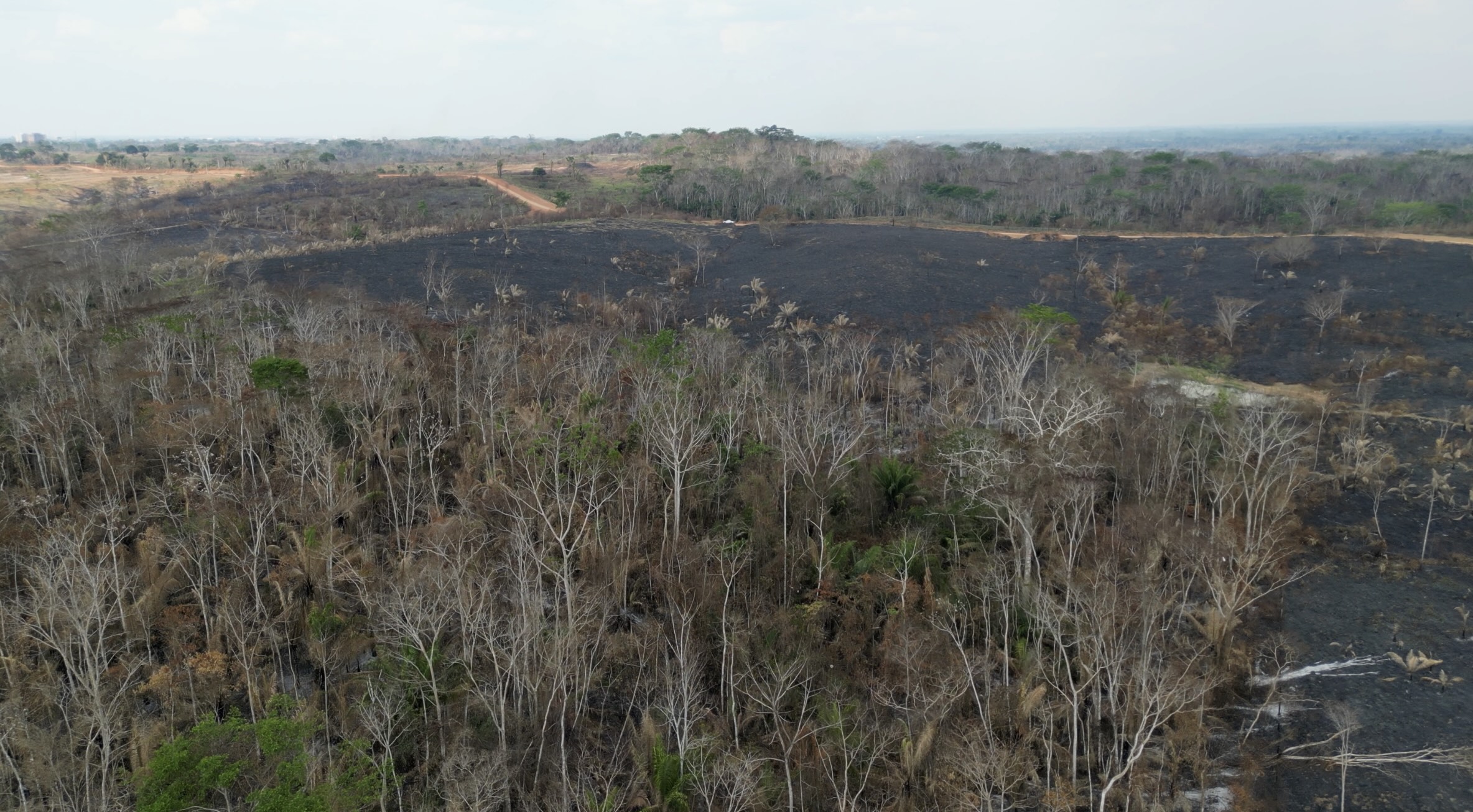 Burned Amazon forest adjacent to pasture