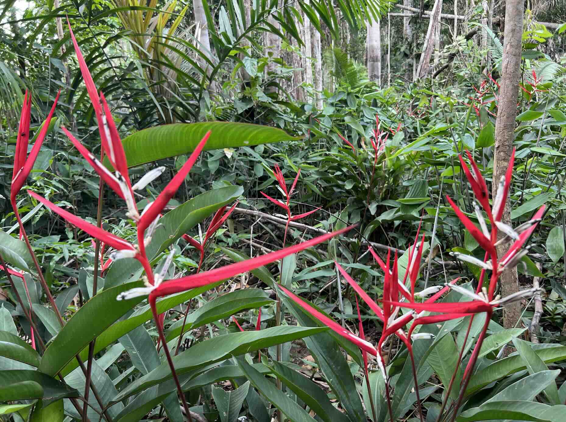 Heliconia flowers in Amazon forest understory