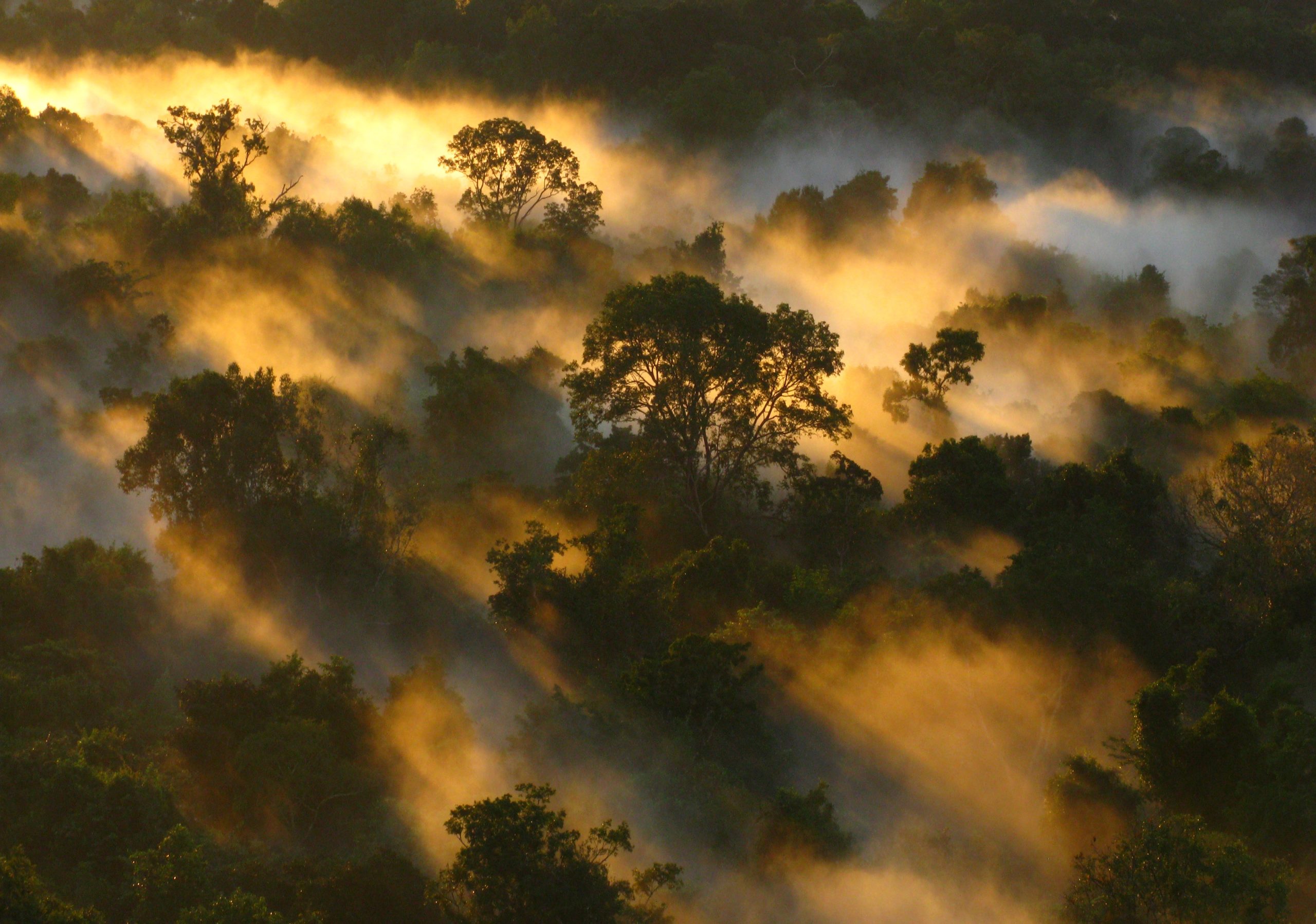 Misty Amazon forest canopy at sunrise