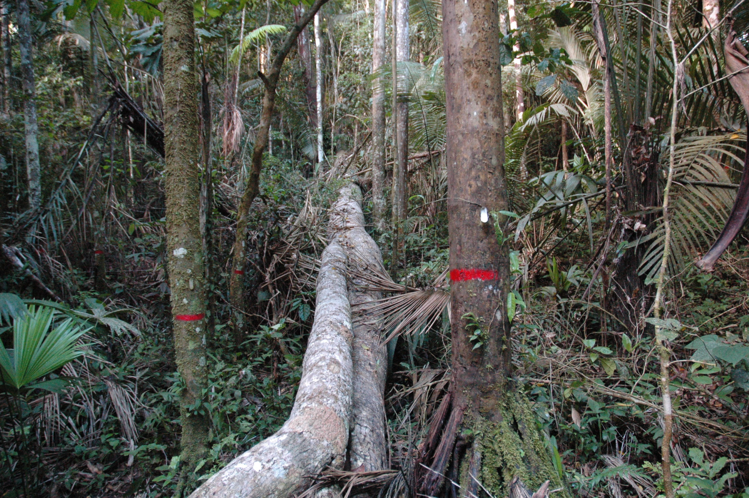 A large fallen dead tree on the floor of an Amazonian forest.