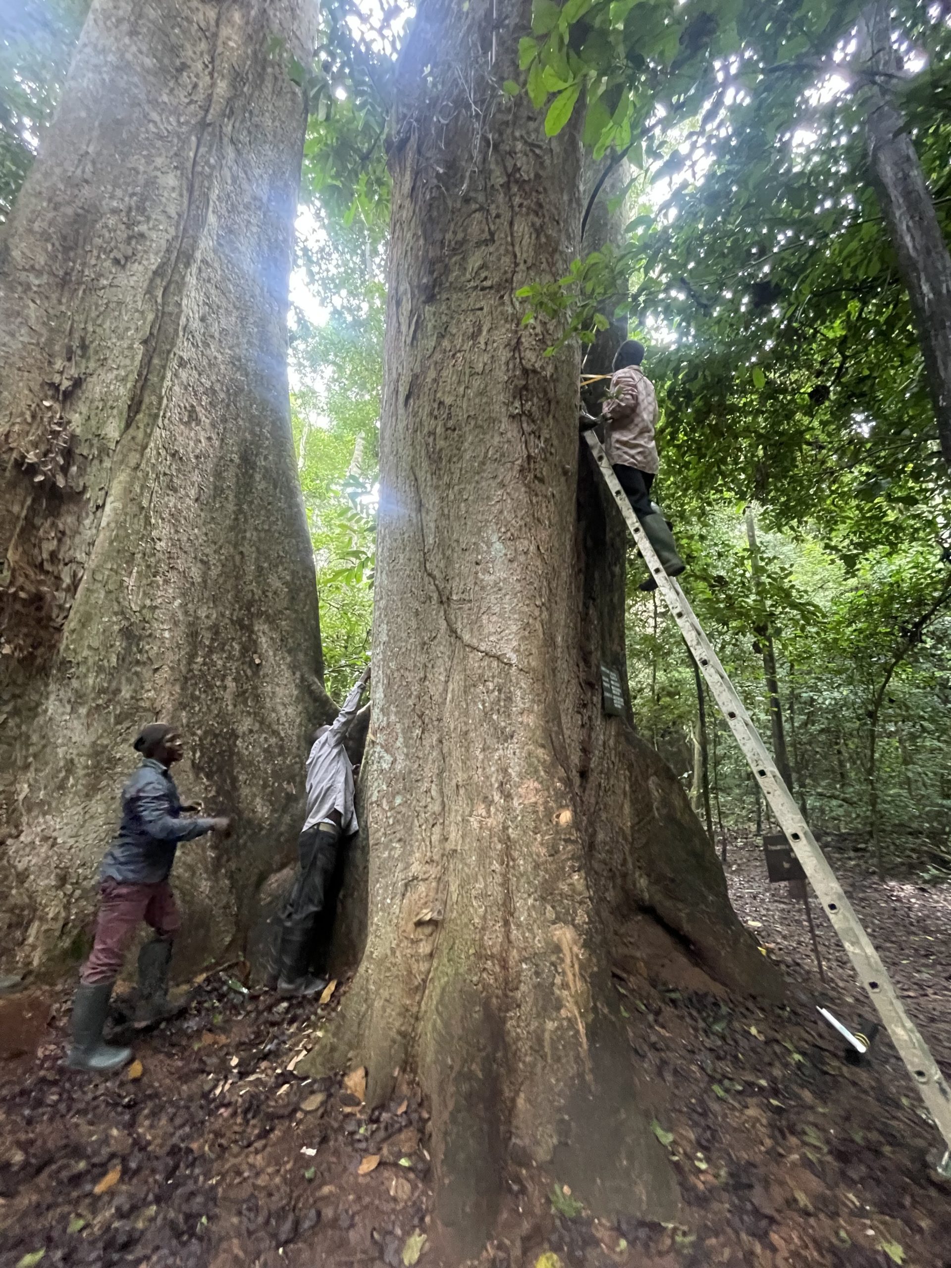 Measuring a lightning-struck tree with a visible lightning scar in Bobiri Forest Reserve, Ghana