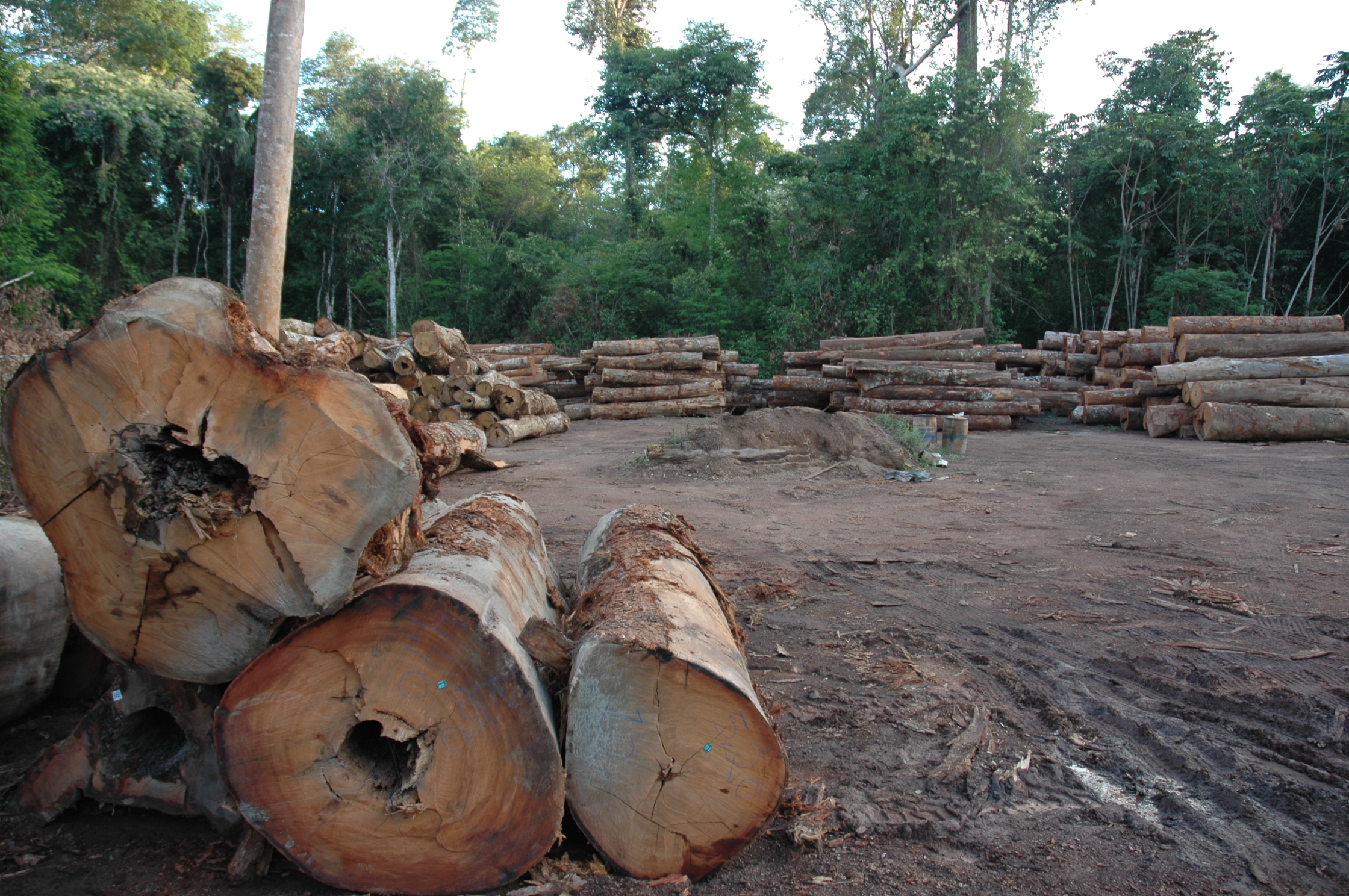 Logging yard with harvested tree trunks, Brazilian Amazon