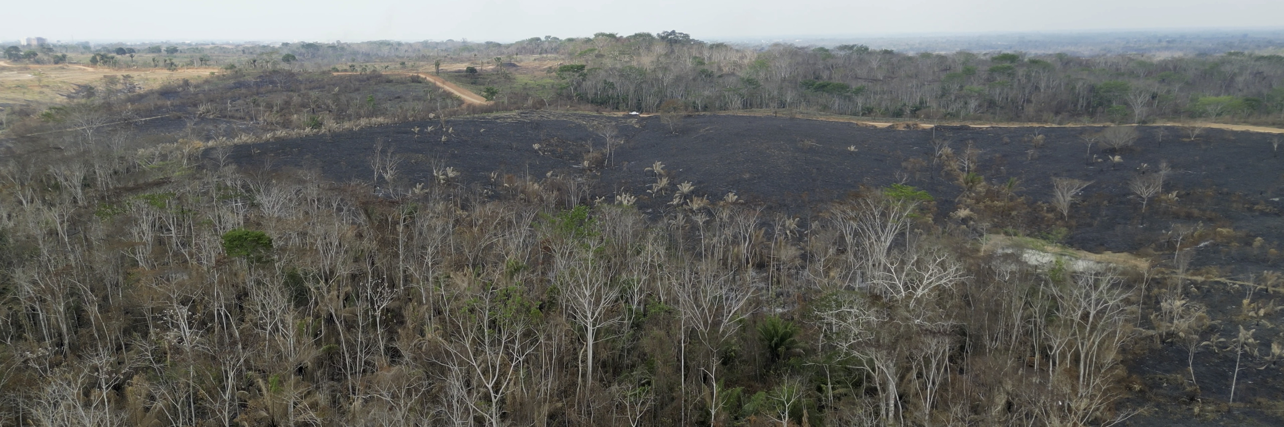 Standing dead trees above charred ground in burned forest in Acre, Brazil.