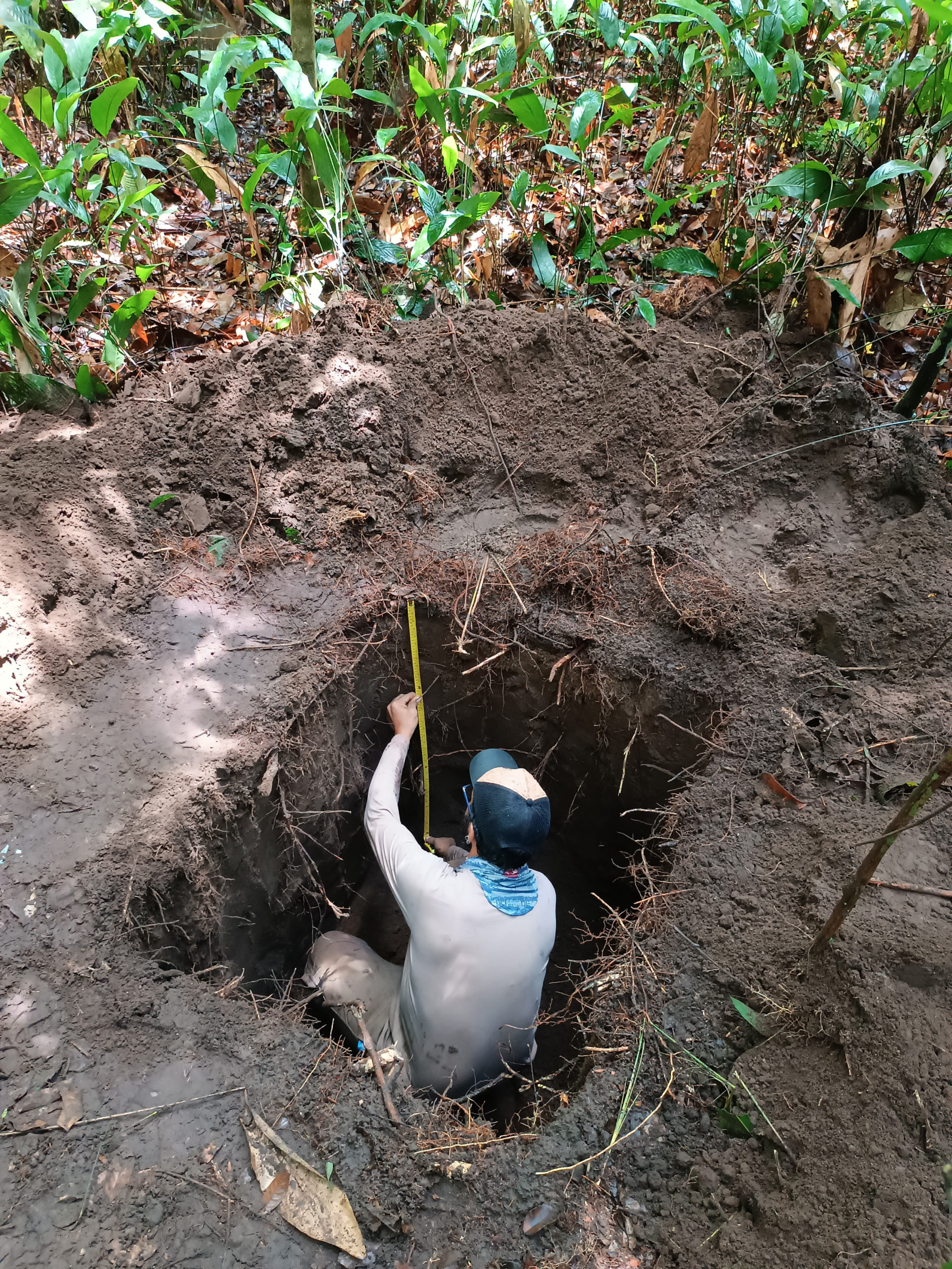 A researcher standing in a deep soil pit under Amazon rainforest, measuring the soil profile with a tape.