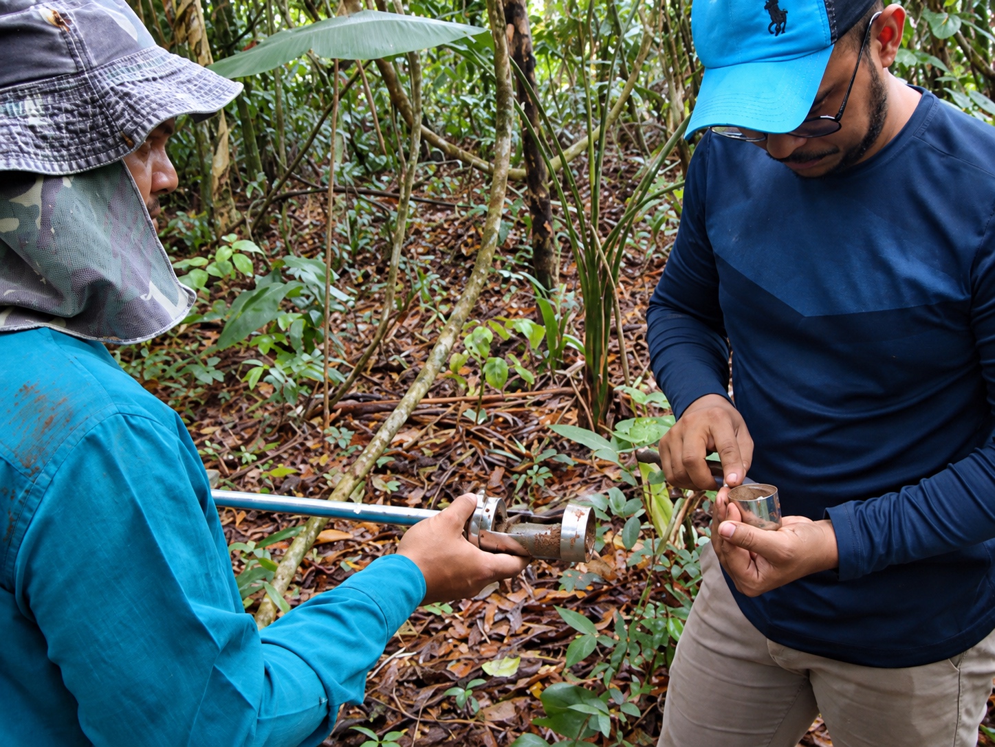 Two researchers collecting undisturbed soil samples for bulk density analysis in an Amazon secondary forest