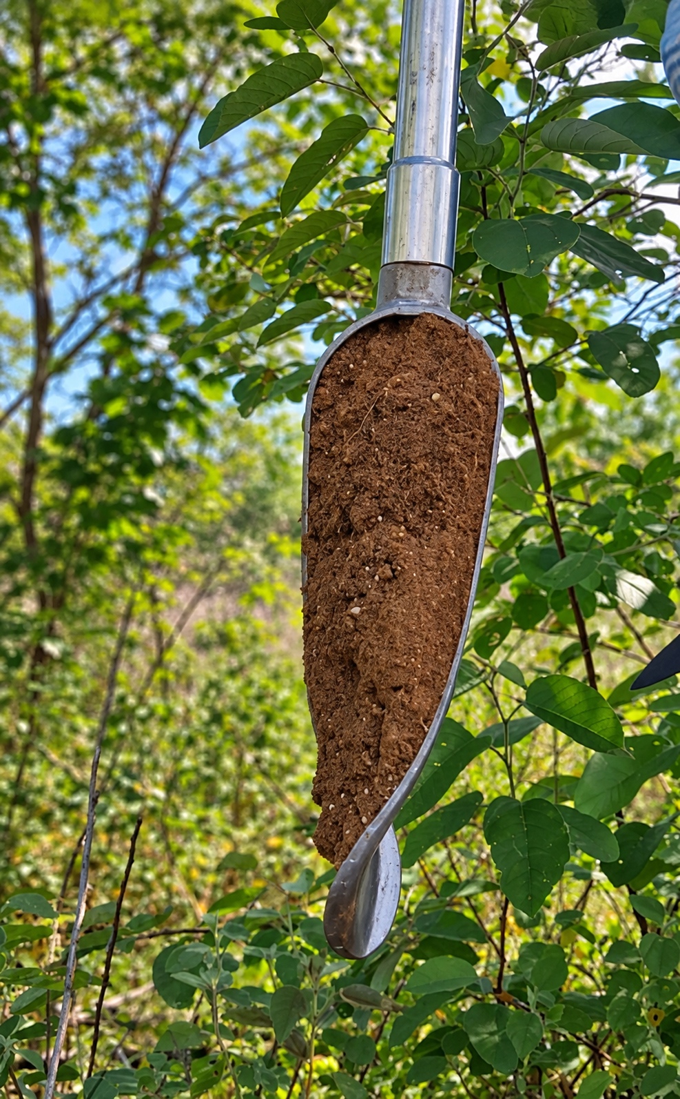 Soil sample collected on an auger during Amazon PyroCarbon fieldwork in Brazil