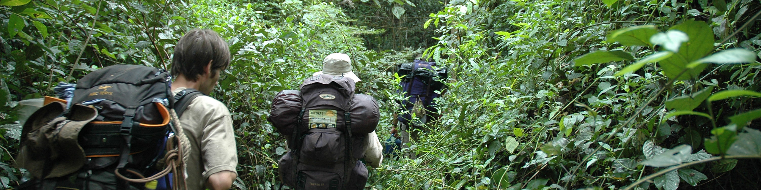 Researchers with backpacks walking single file along a trail through dense tropical forest.