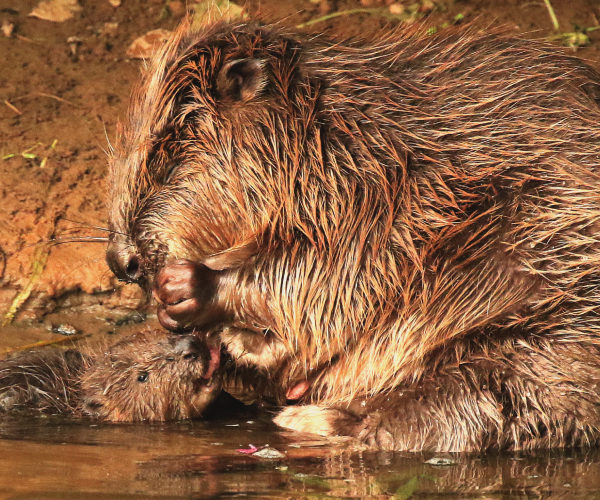 AHRC IAA: The Lower Otter Restauration Project in Translation