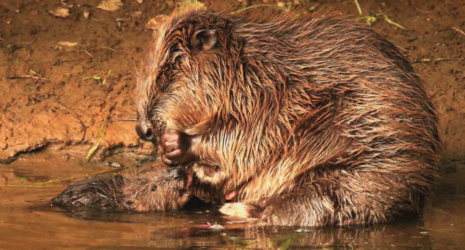 AHRC IAA: The Lower Otter Restauration Project in Translation