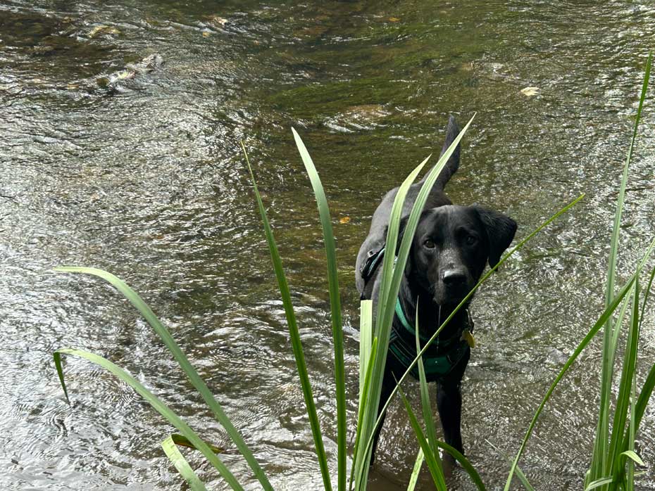 Black labrador in water