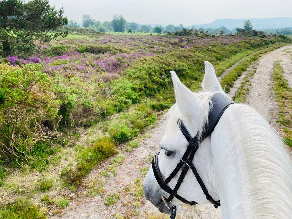 White horse on a lane
